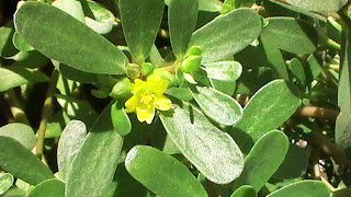 verdolaga